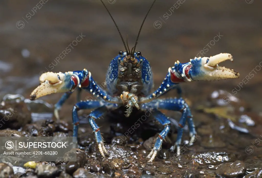 Lamington Spiny Crayfish (Euastacus sulcatus) in defensive posture, Lamington National Park, Australia