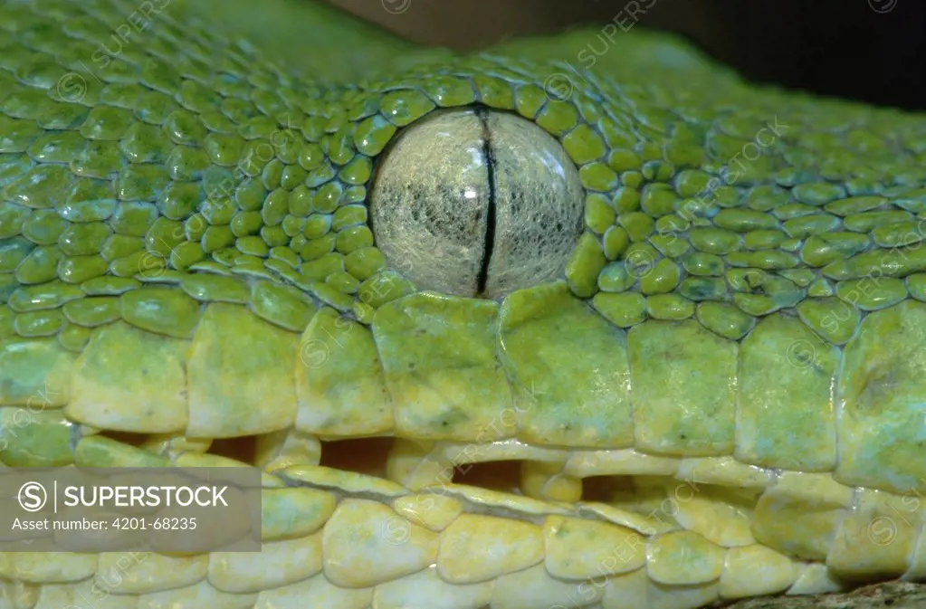 Green Tree Python (Chondropython viridis) close up of face showing vertical pupil and row of heat sensors, Lae, Papua New Guinea