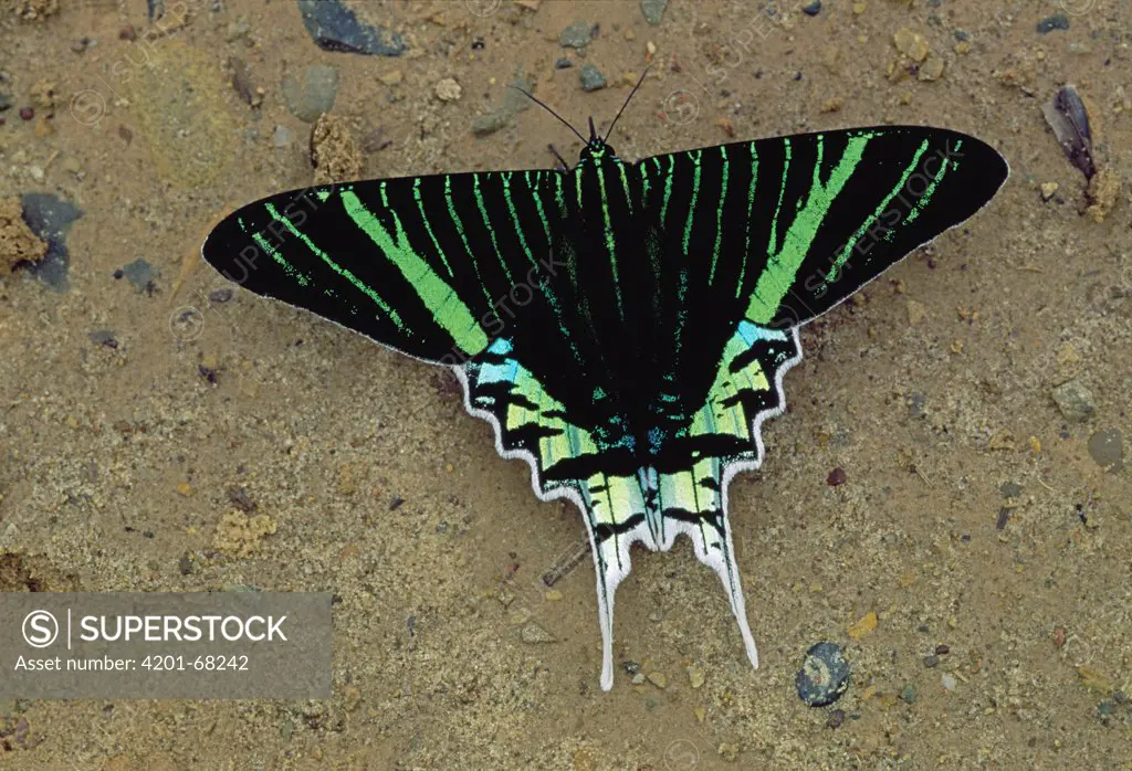 Day-flying Moth (Urania leilus) sipping minerals from soil, Rurrenabaque, Bolivia