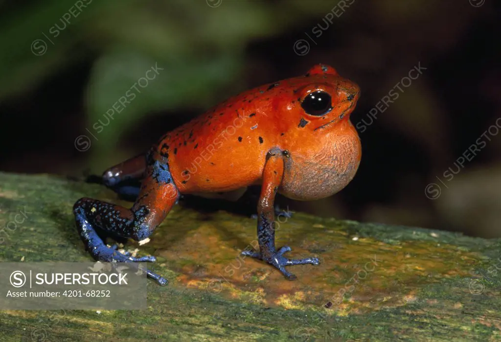 Strawberry Poison Dart Frog (Dendrobates pumilio) croaking, Braulio Carrillo National Park, Costa Rica