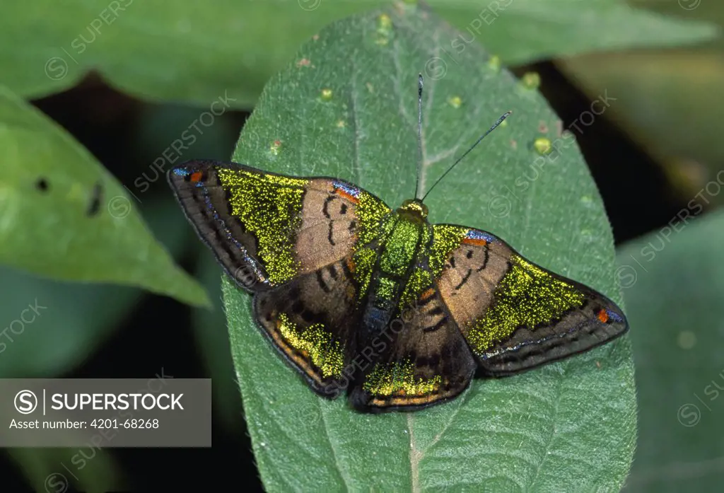 Butterfly (Caria lampeto), Risaralda, Colombia