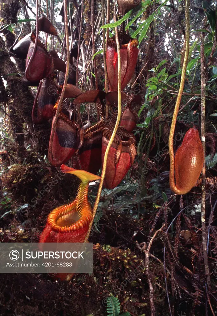 Villose Pitcher Plant (Nepenthes villosa) group, Kinabalu National Park, Sabah, Borneo, Malaysia