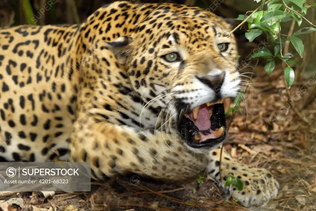 Jaguar (Panthera onca) showing aggressive behavior, Belize