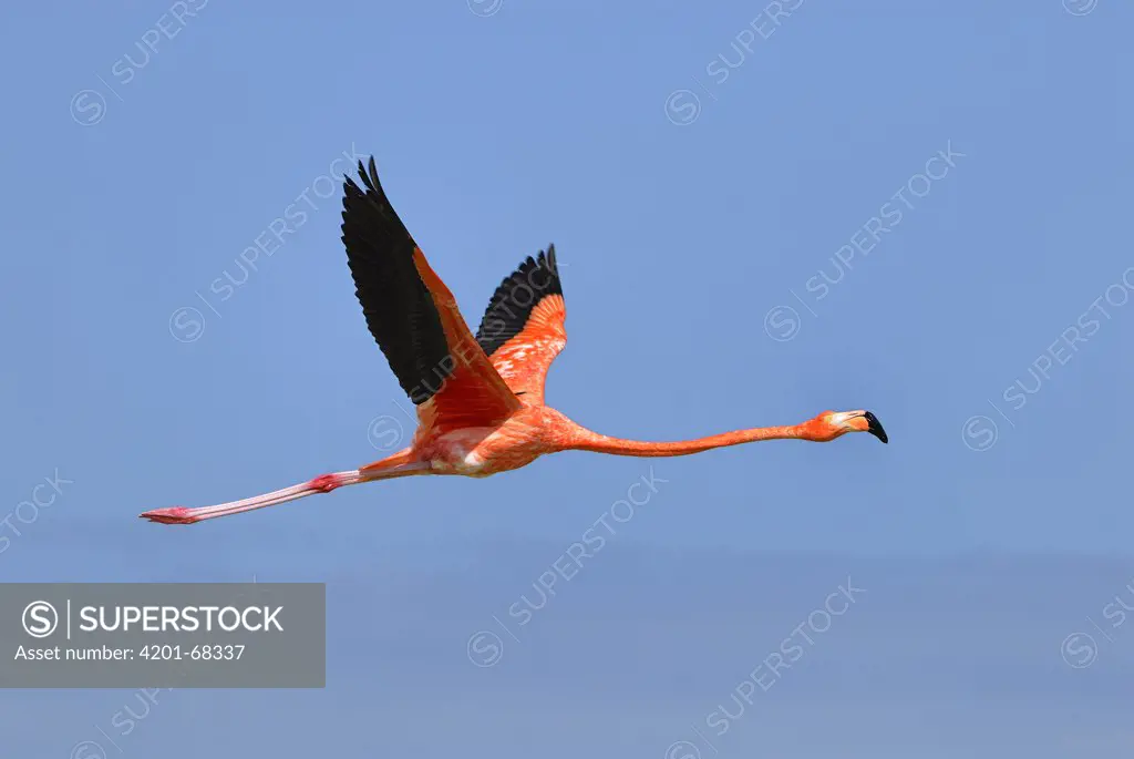 Greater Flamingo (Phoenicopterus ruber) flying, Rio Lagartos, Yucatan, Mexico