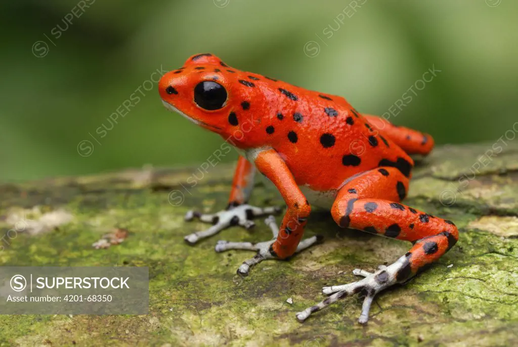 Strawberry Poison Dart Frog (Dendrobates pumilio), Bocas del Toro, Panama