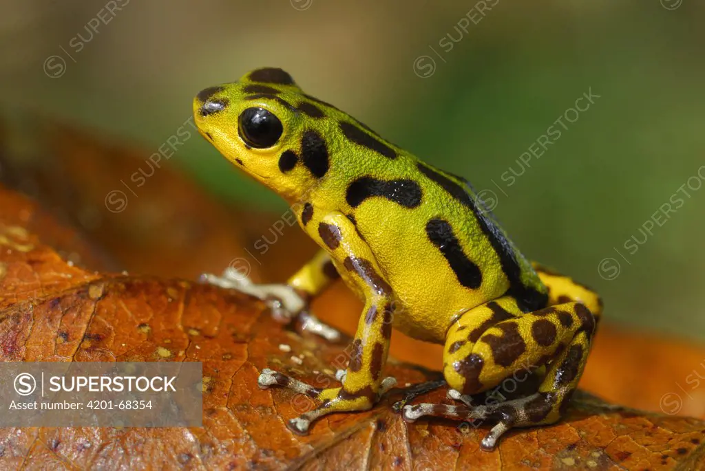 Strawberry Poison Dart Frog (Dendrobates pumilio), Bocas del Toro, Panama