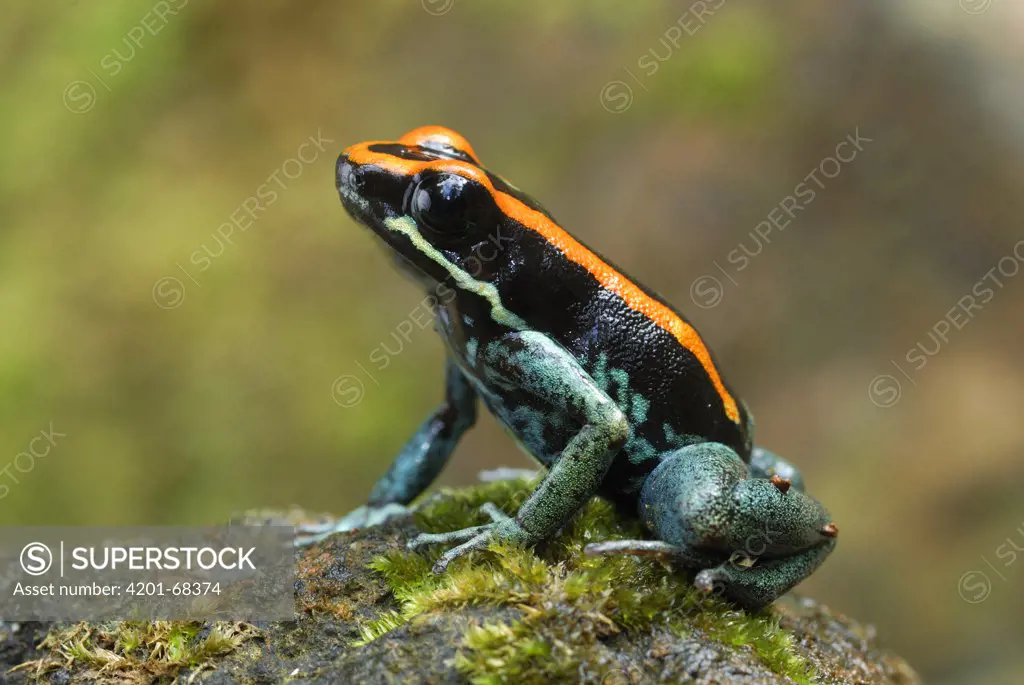 Golfodulcean Poison Frog (Phyllobates vittatus), Corcovado National Park, Costa Rica