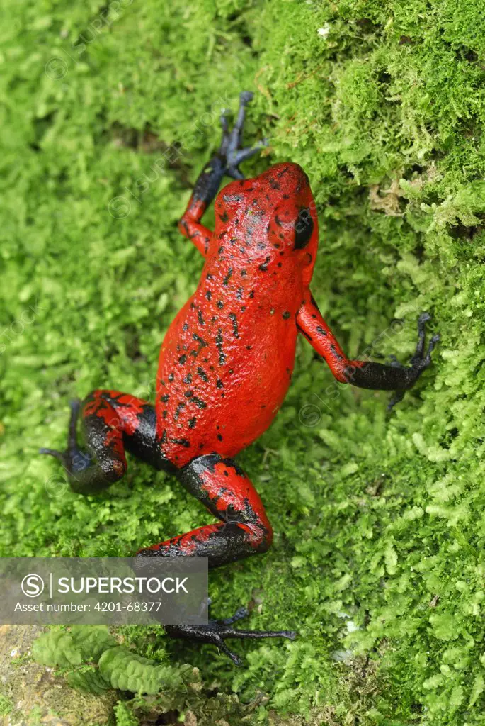 Strawberry Poison Dart Frog (Dendrobates pumilio), Cahuita National Park, Costa Rica