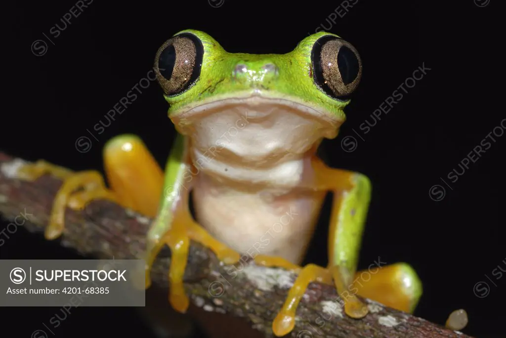 Lemur Frog (Phyllomedusa lemur) portrait, Siquirres, Costa Rica