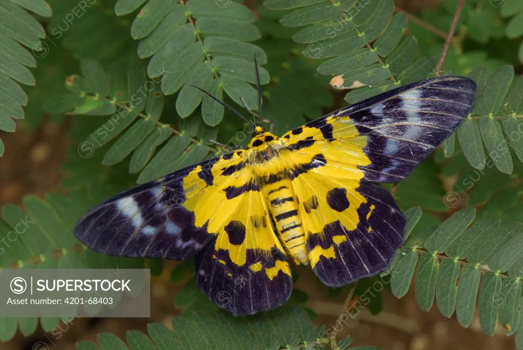 False Tiger Moth (Dysphania militaris), Erawan National Park, Thailand