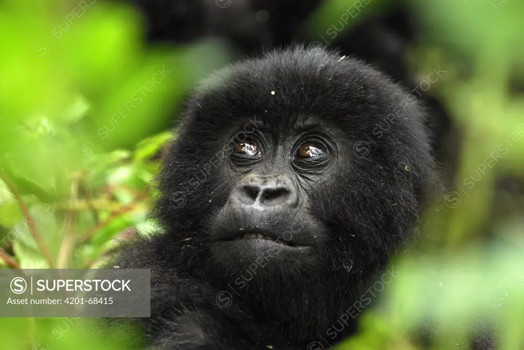 Mountain Gorilla (Gorilla gorilla beringei) baby, Volcanoes National Park, Rwanda