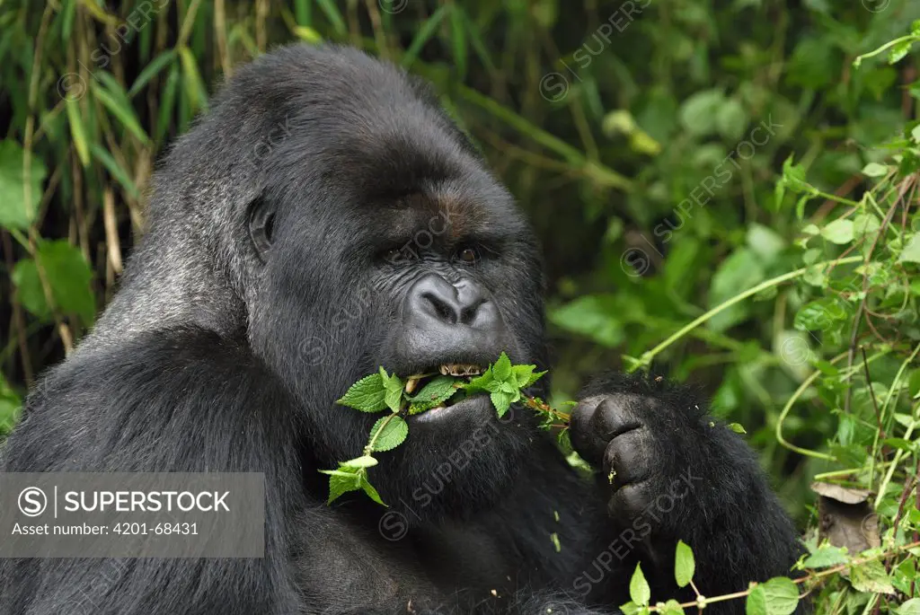 Mountain Gorilla (Gorilla gorilla beringei) silverback eating plant, Volcanoes National Park, Rwanda
