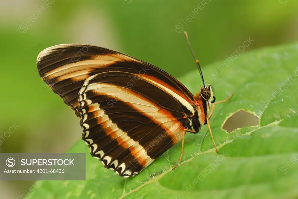 Banded Orange Heliconian (Dryadula phaetusa) butterfly, Colombia