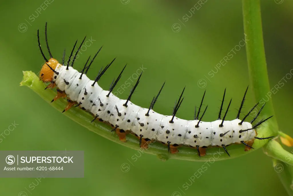 Blue Longwing Butterfly (Heliconius cydno) caterpillar, Colombia