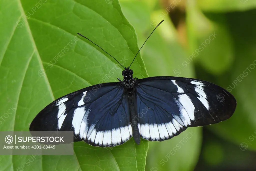 Blue Longwing Butterfly (Heliconius cydno), Colombia