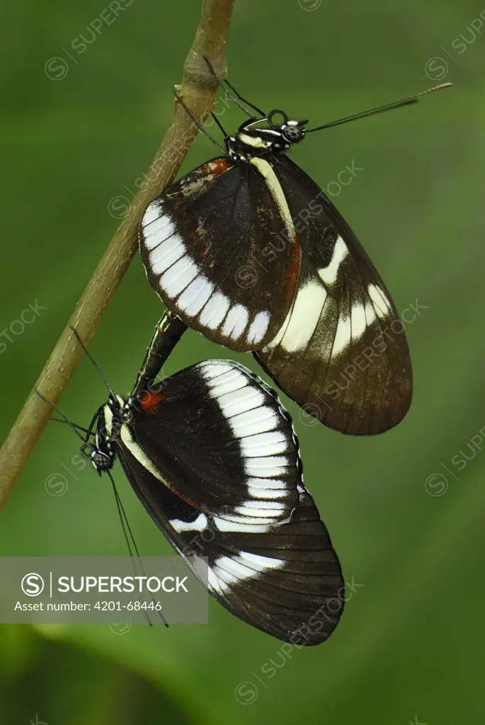 Blue Longwing Butterfly (Heliconius cydno) pair mating, Colombia