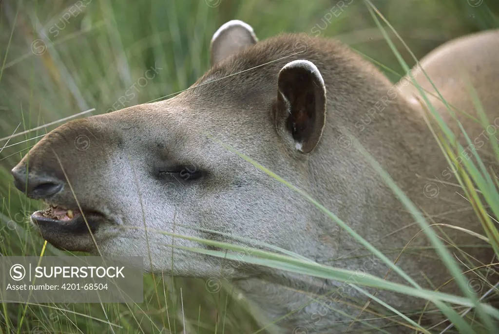 Brazilian Tapir (Tapirus terrestris) portrait, Cerrado Ecosystem, Mato Grosso Do Sul, Brazil