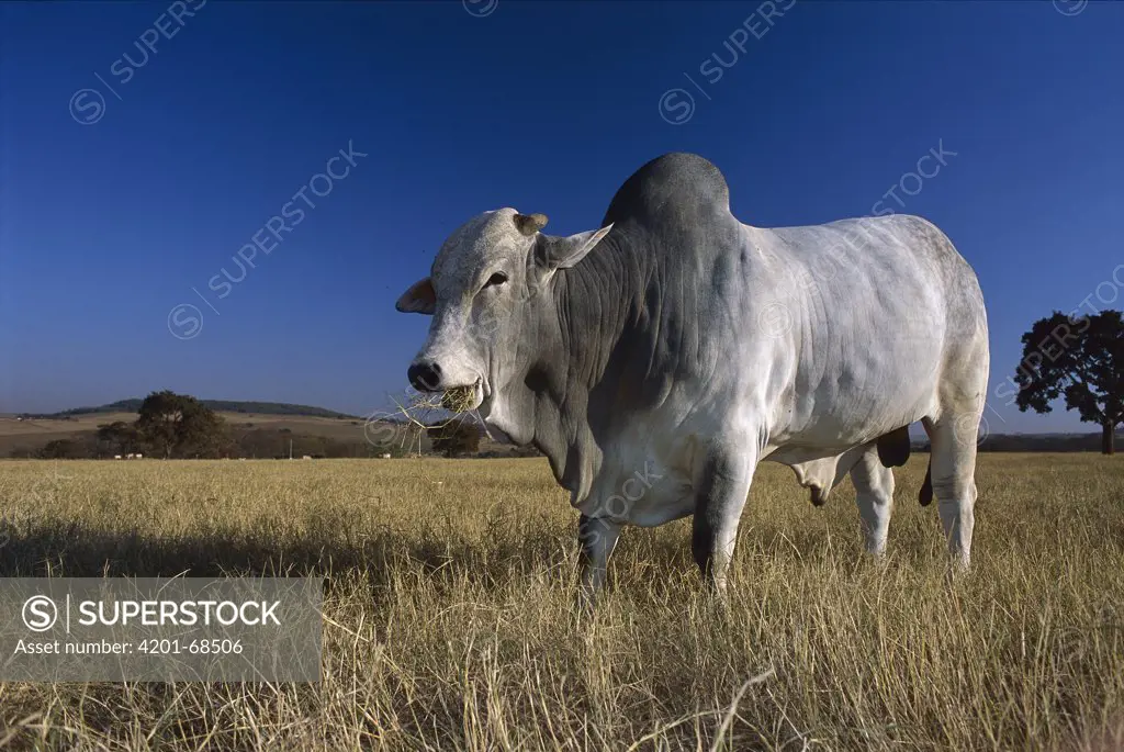 Domestic Cattle (Bos taurus), Zebu breed, bull chewing grass, Brazil