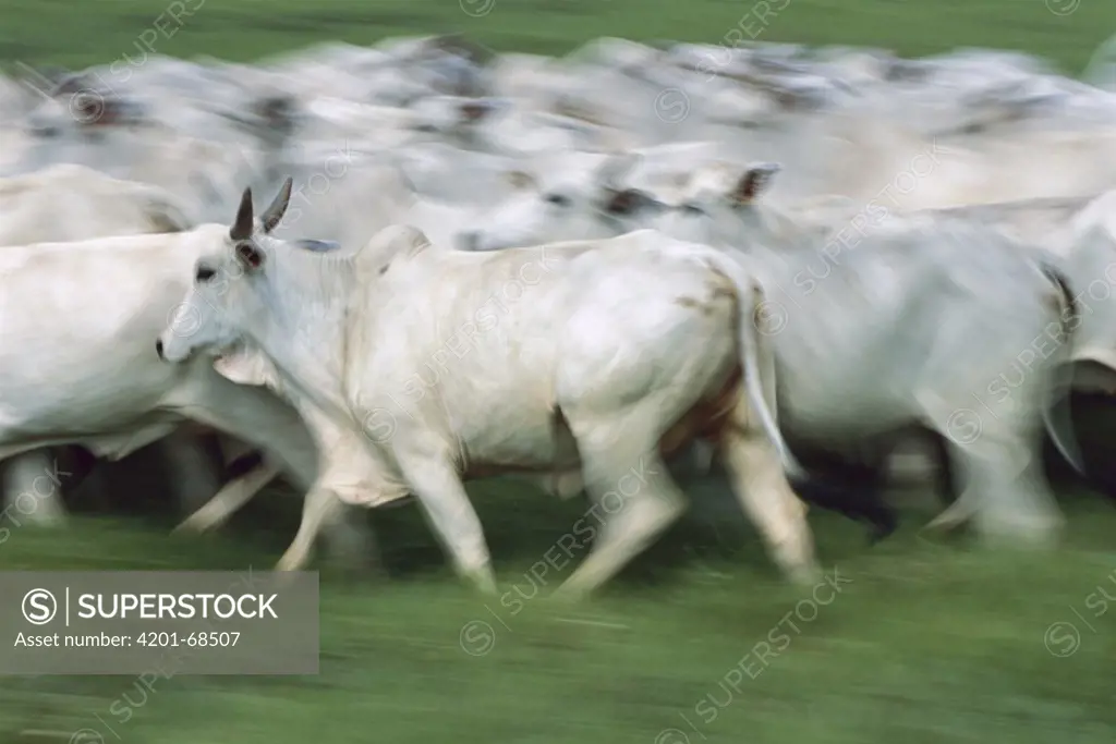 Domestic Cattle (Bos taurus), Zebu breed, herd running, Brazil