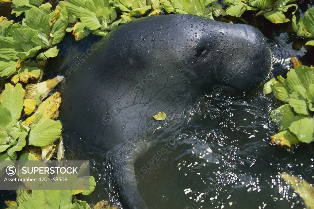 Amazonian Manatee (Trichechus inunguis) sticking head out of water, Amazon, Brazil