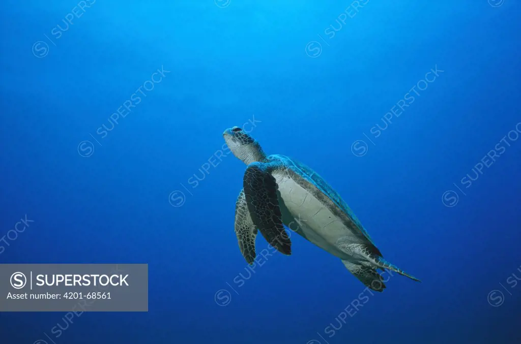 Green Sea Turtle (Chelonia mydas) swimming underwater, Fernando De Noronha Island, Brazil