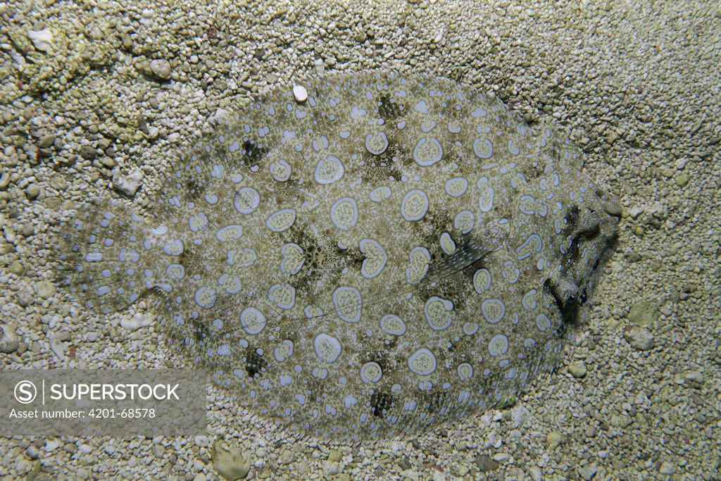Flowery Flounder (Bothus mancus) camouflaged in sand, Rocas Atoll, Brazil