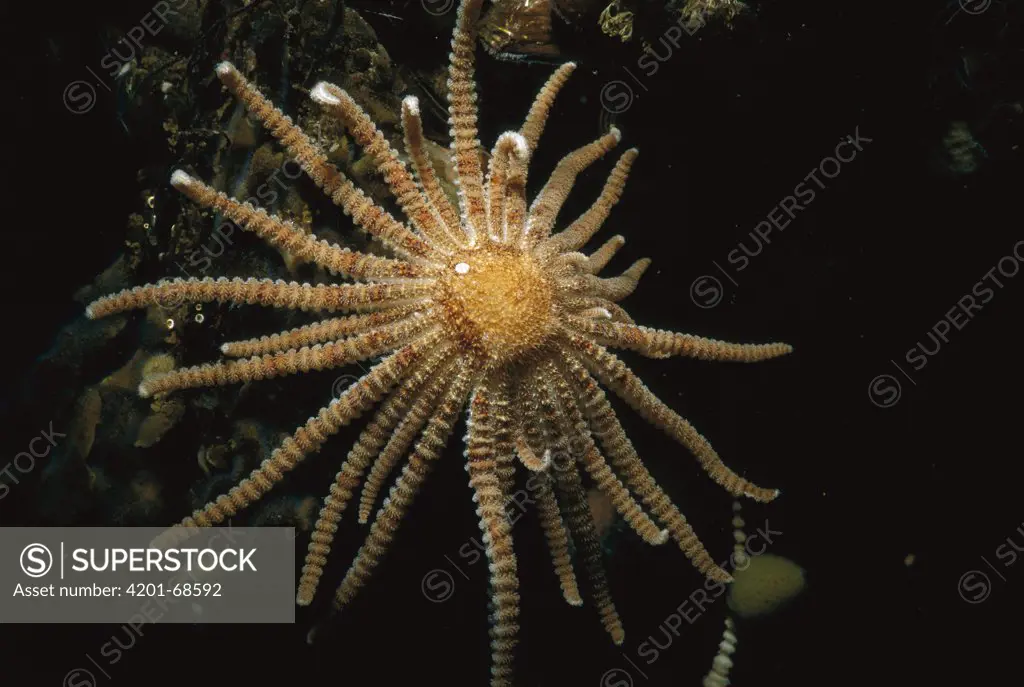Antarctic Sun Starfish (Labidiaster annulatus), Admiralty Bay, King George Island, South Shetland Islands, Antarctica