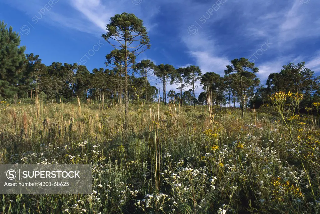 Parana Pine (Araucaria angustifolia) forest, southern Brazil