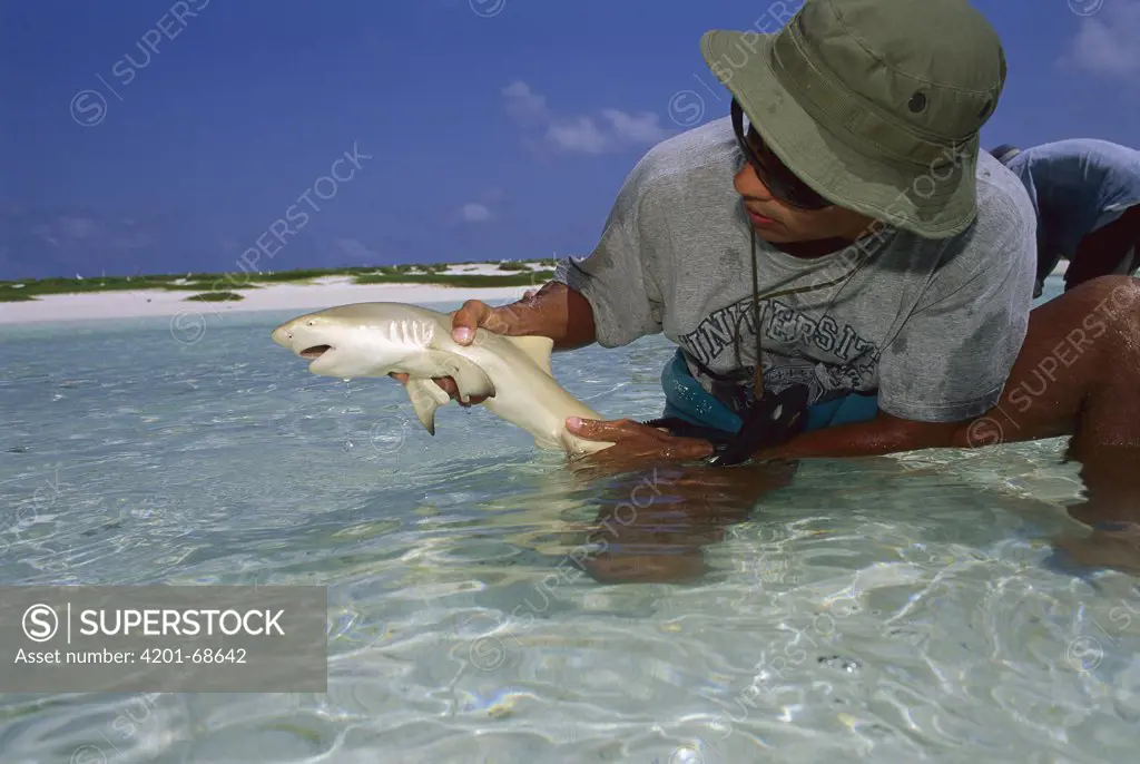 Lemon Shark (Negaprion acutidens) young being released by biologist of Dr. Gruber research team, Rocas Atoll, Brazil