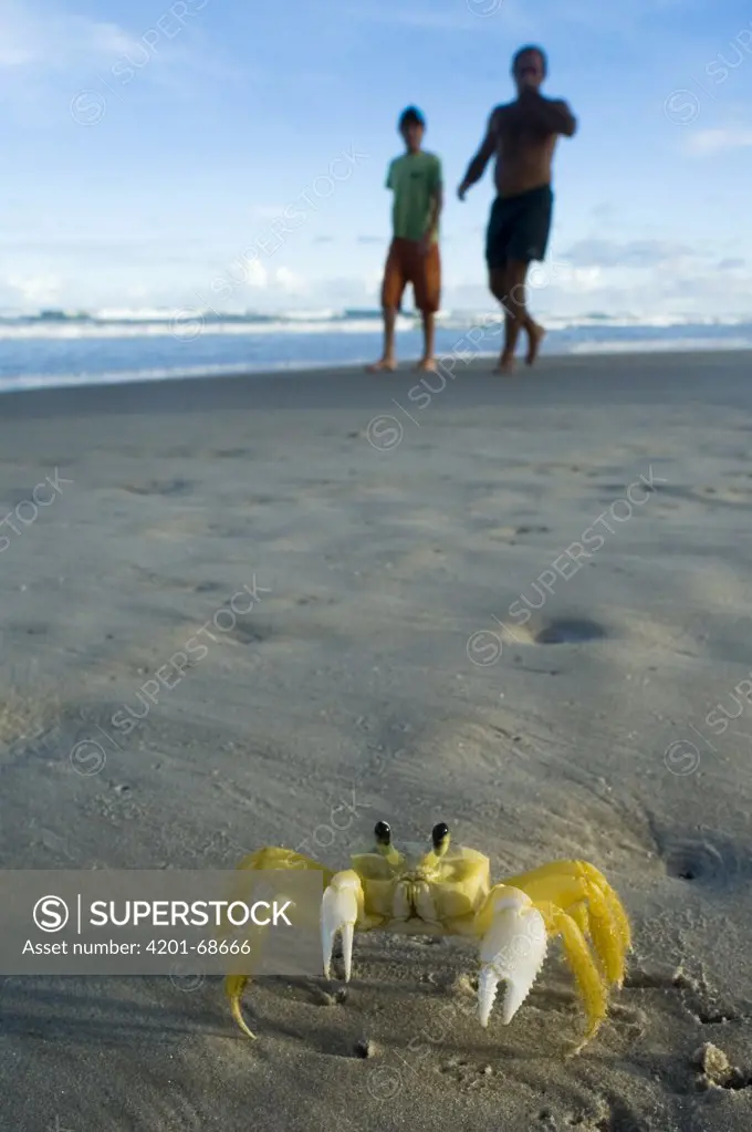 Ghost Crab (Ocypode quadrata) and tourists on beach, Urucuca, Bahia, Brazil