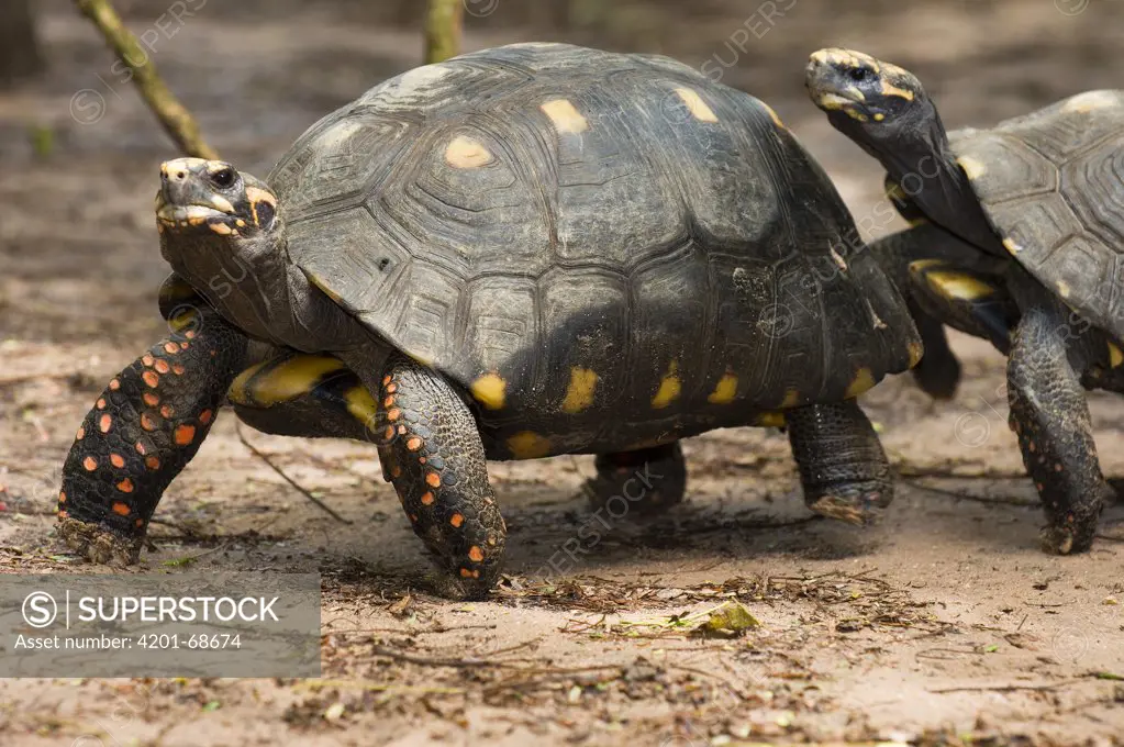 Red-footed Tortoise (Geochelone carbonaria) pair, Bonito, Brazil