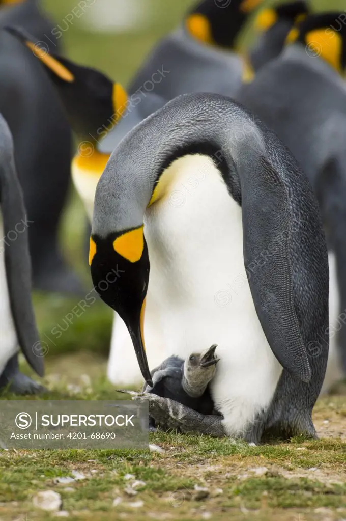 King Penguin (Aptenodytes patagonicus) tending after chick, Volunteer Point, East Falkland, Falkland Islands