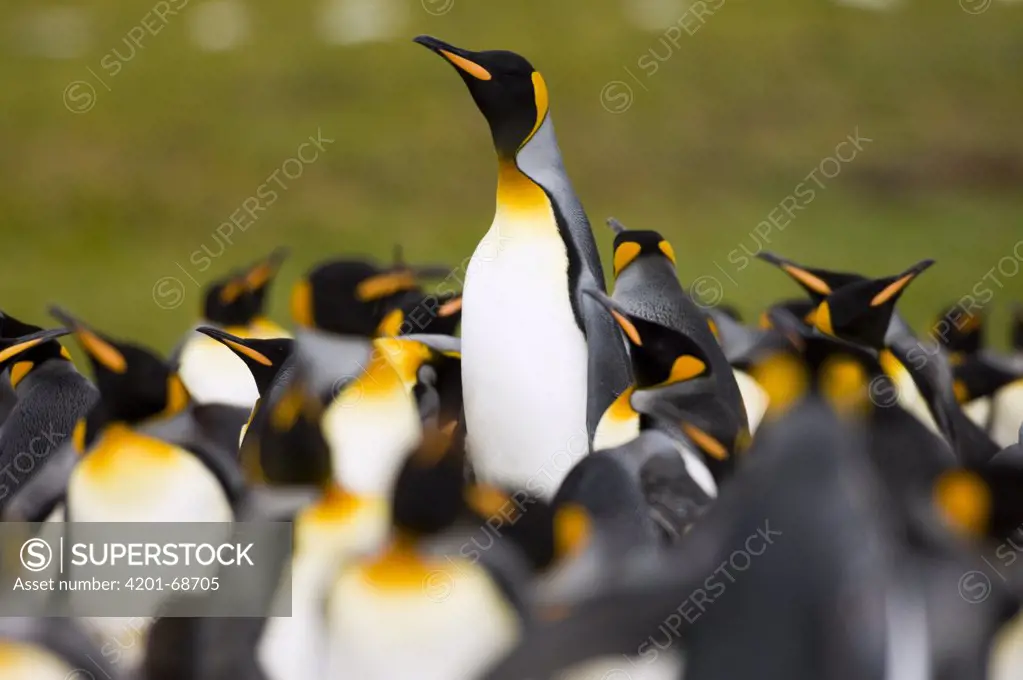 King Penguin (Aptenodytes patagonicus) colony, with one erecting itself to get better view, Volunteer Point, East Falkland Island, Falkland Islands