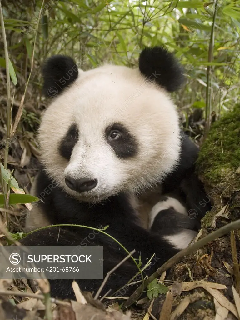 Giant Panda (Ailuropoda melanoleuca) wild mother holding cub, China