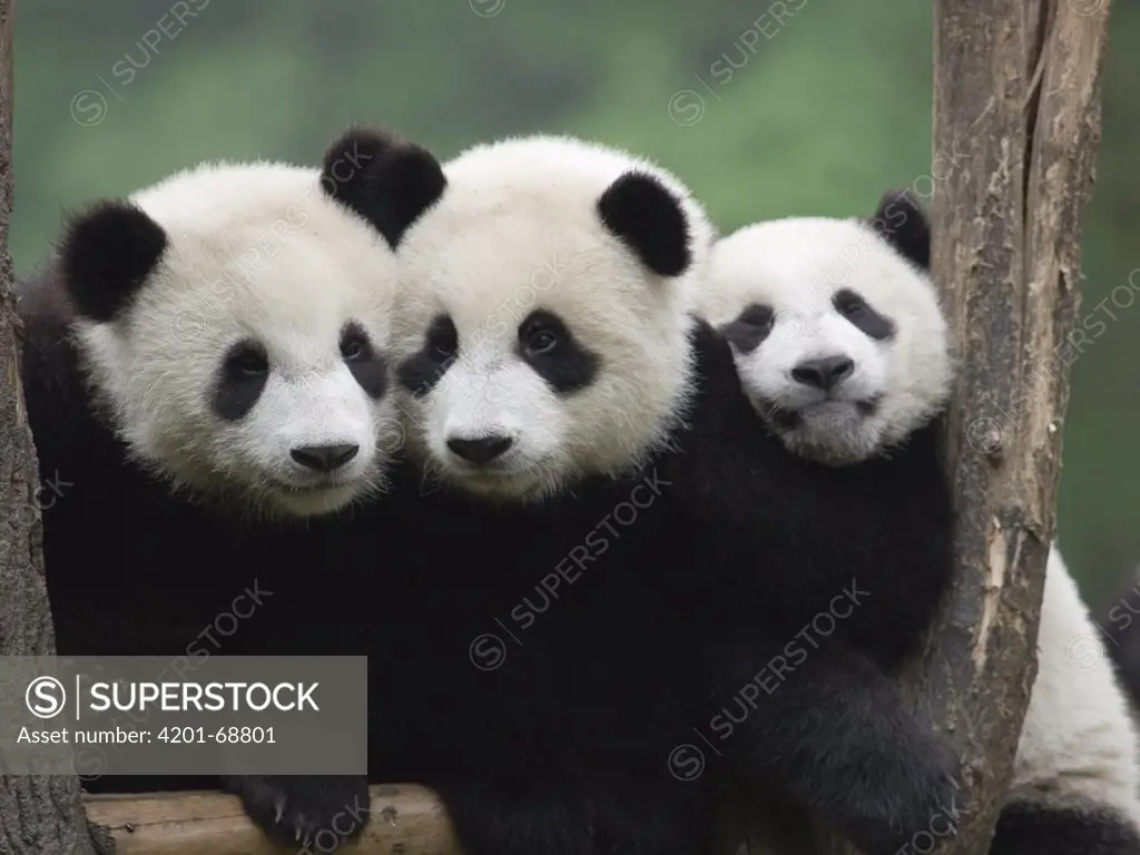 Giant Panda (Ailuropoda melanoleuca), three captive bred cubs, China