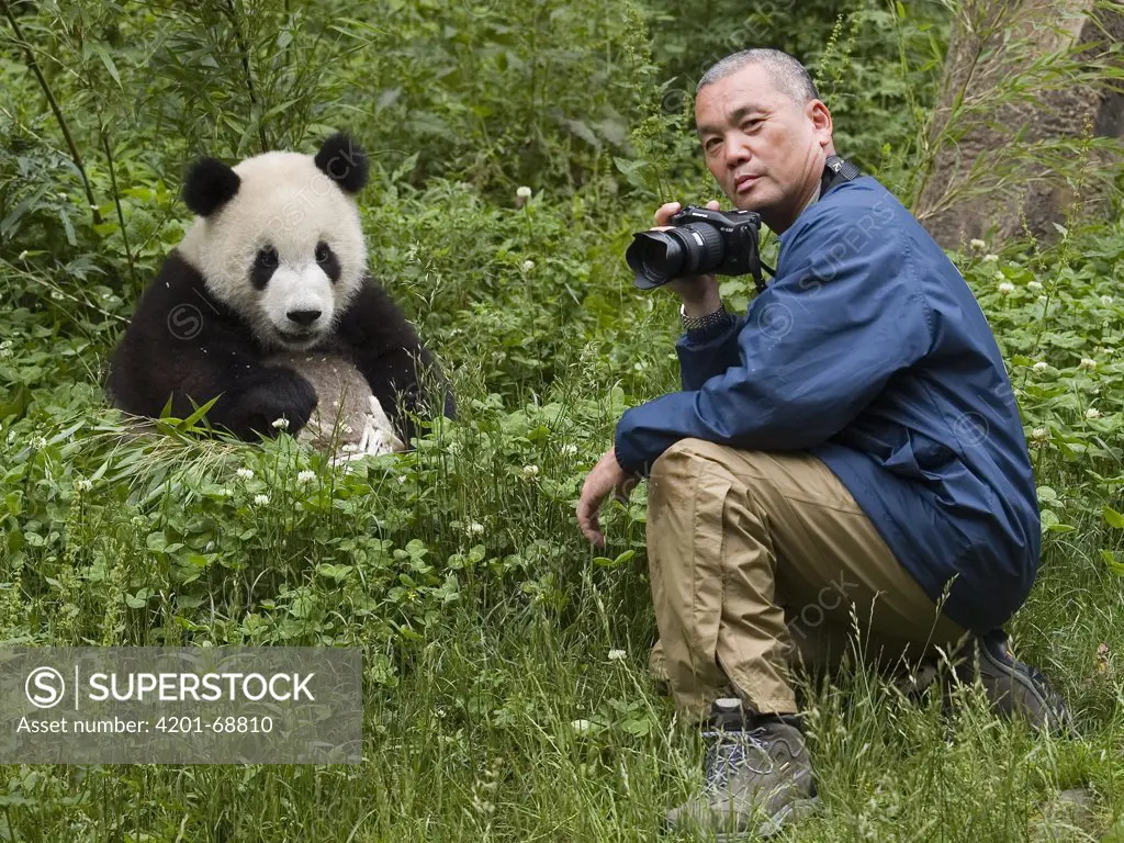 Photographer Mitsuaki Iwago with Giant Panda (Ailuropoda melanoleuca), China