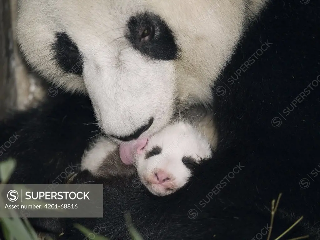 Giant Panda (Ailuropoda melanoleuca) mother cleaning cub, China