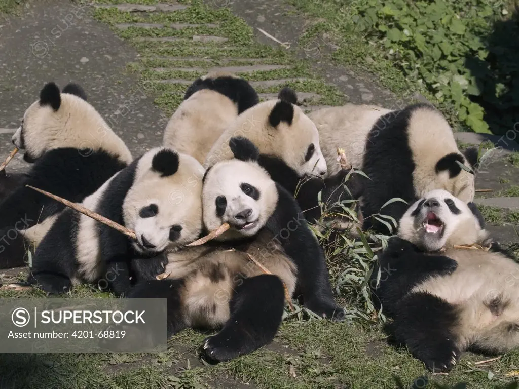 Giant Panda (Ailuropoda melanoleuca), seven captive bred cubs eating bamboo, China