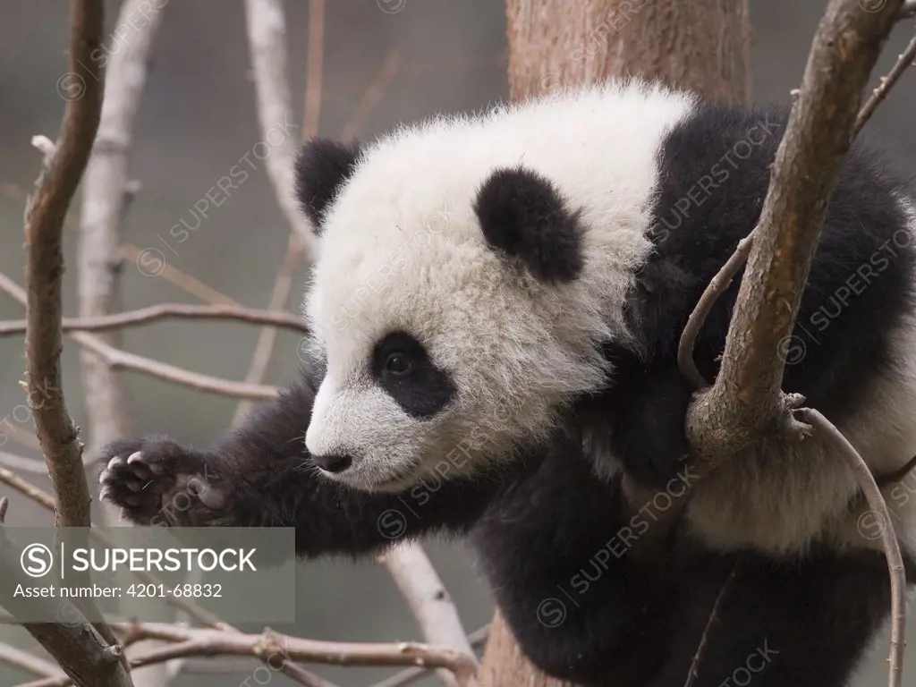 Giant Panda (Ailuropoda melanoleuca) cub climbing a tree, China