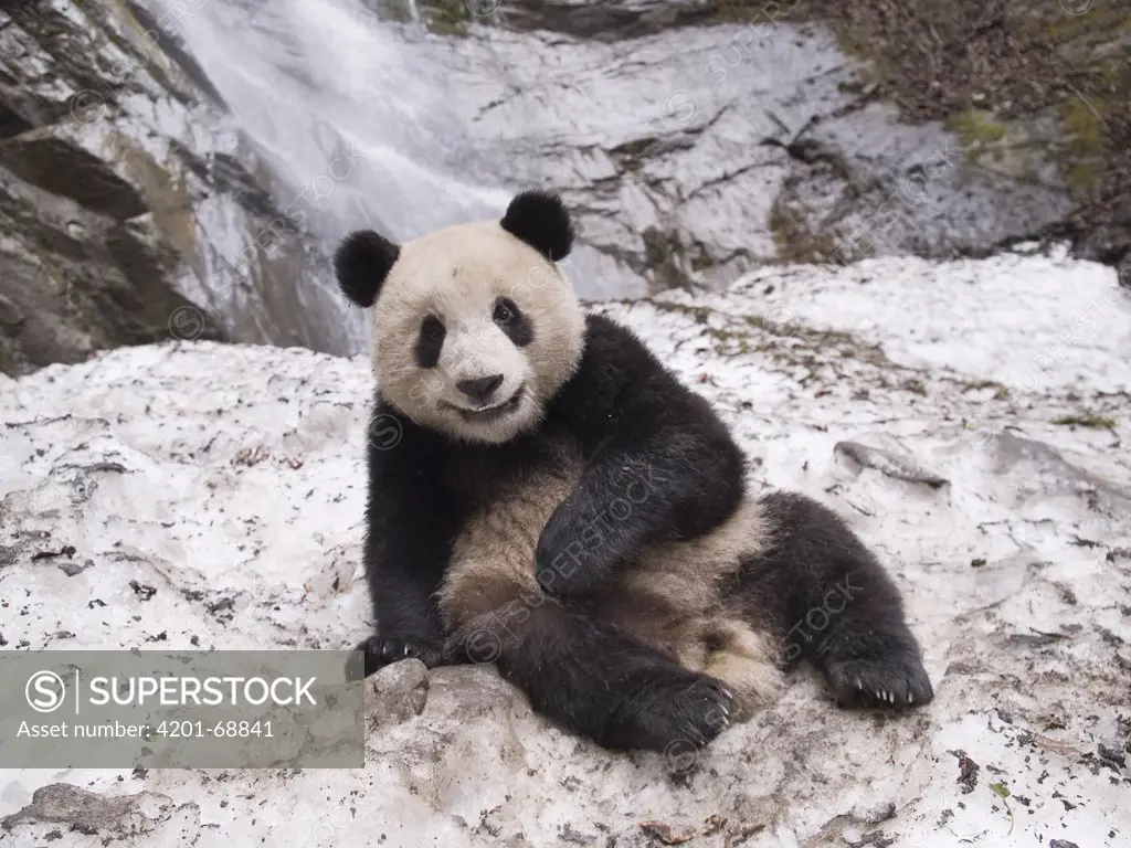 Giant Panda (Ailuropoda melanoleuca), captive bred cub on the snow, China