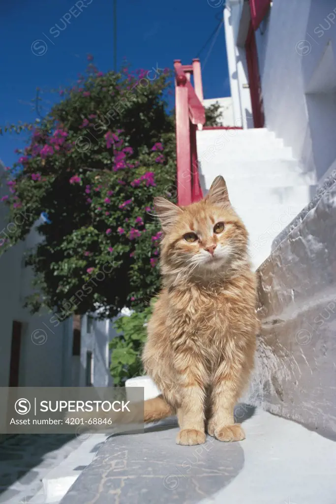 Domestic Cat (Felis catus), Greece