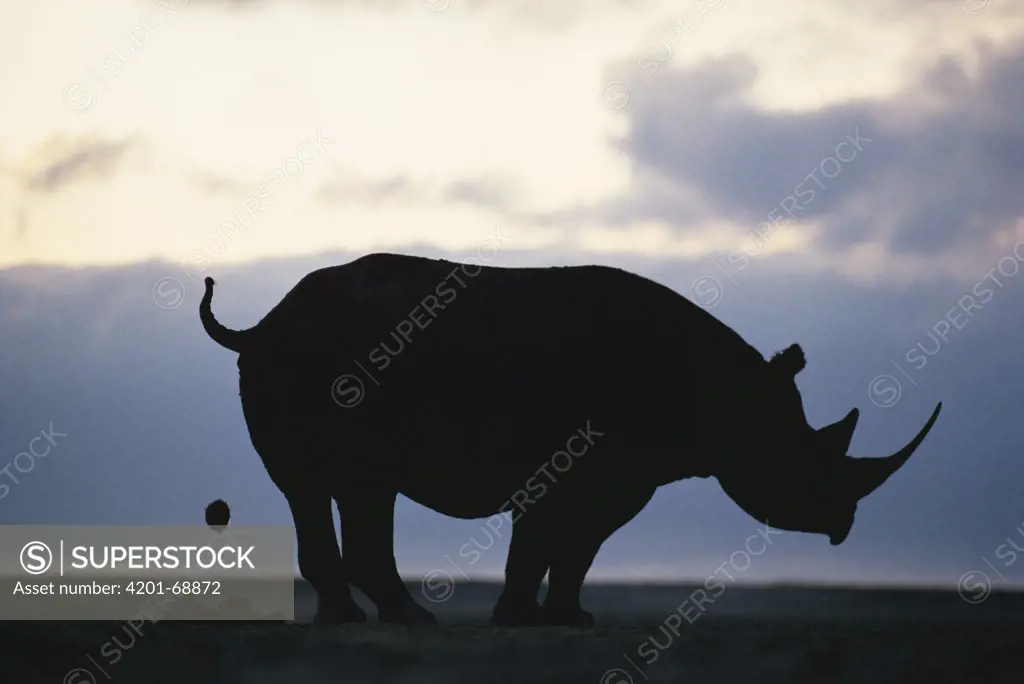 Black Rhinoceros (Diceros bicornis) defecating, Africa