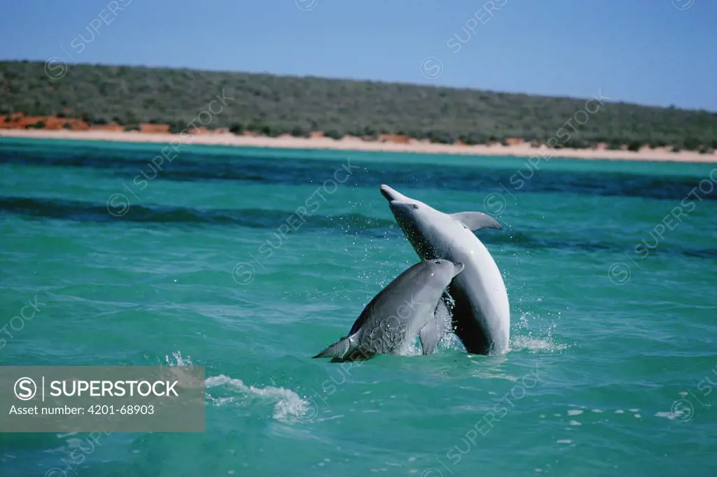 Bottlenose Dolphin (Tursiops truncatus) pair playing, Shark Bay, Australia