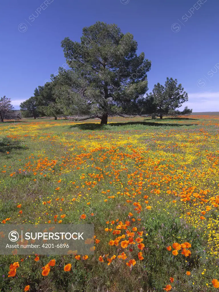 California Poppy (Eschscholzia californica) and Eriophyllum field with Pine (Pinus sp) trees, Antelope Valley, California