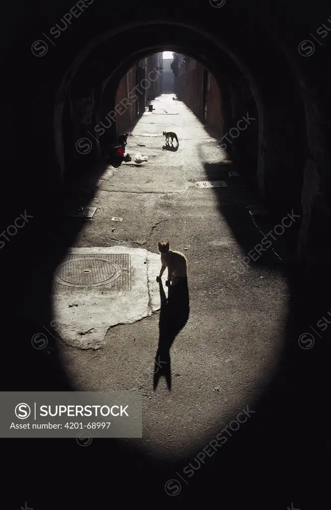 Domestic Cat (Felis catus) backlit stray cats in an alley