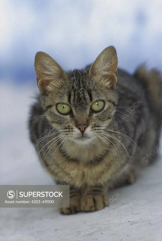 Domestic Cat (Felis catus) resting gray Tabby with green eyes