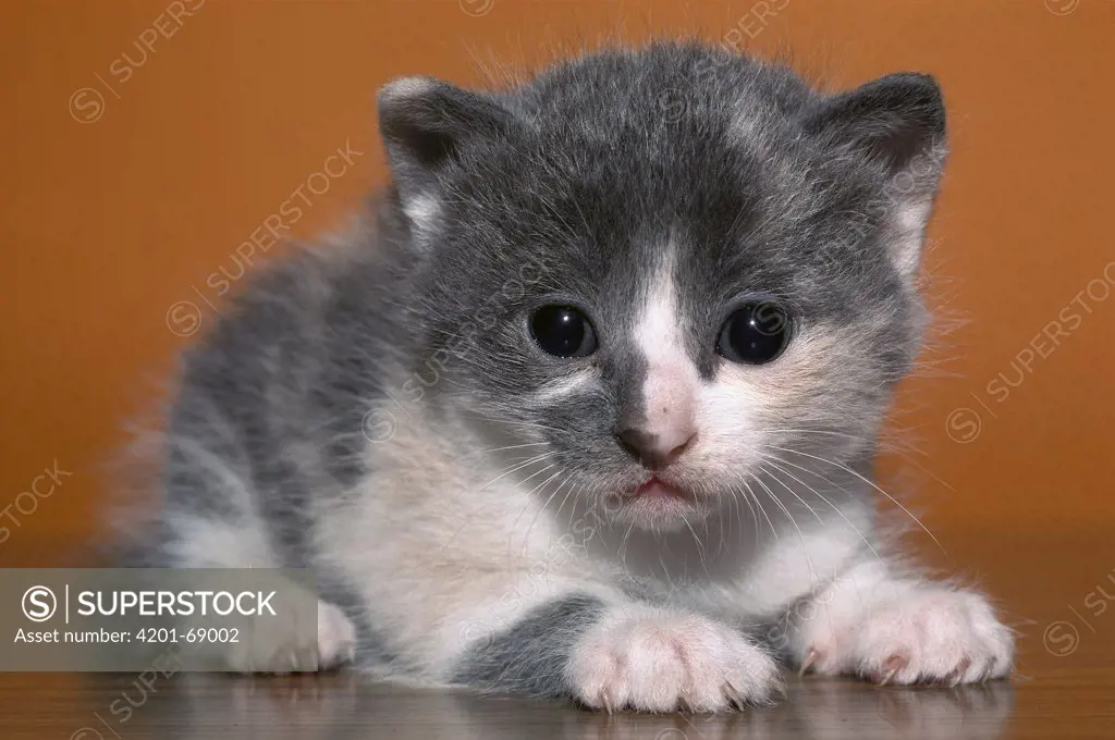 Domestic Cat (Felis catus) grey and white kitten