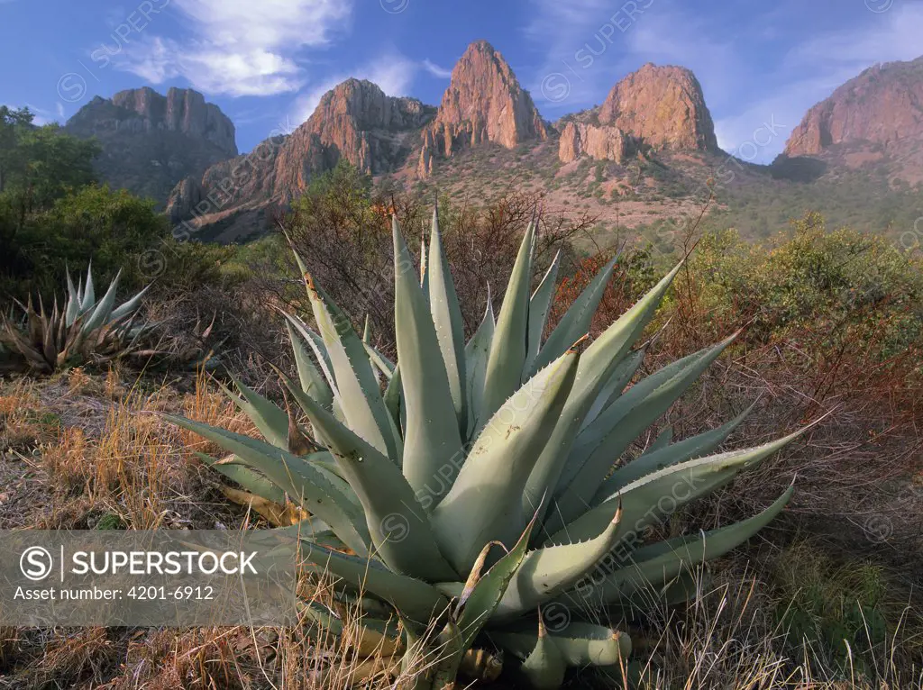 Chisos Agave (Agave havardiana) and the Chisos Mountains, Big Bend National Park, Texas