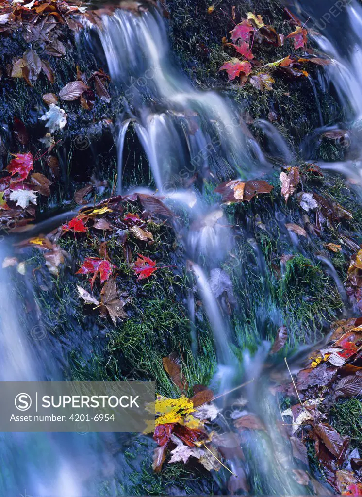 Autumn leaves amid cascading waterfall, Great Smoky Mountains National Park, North Carolina