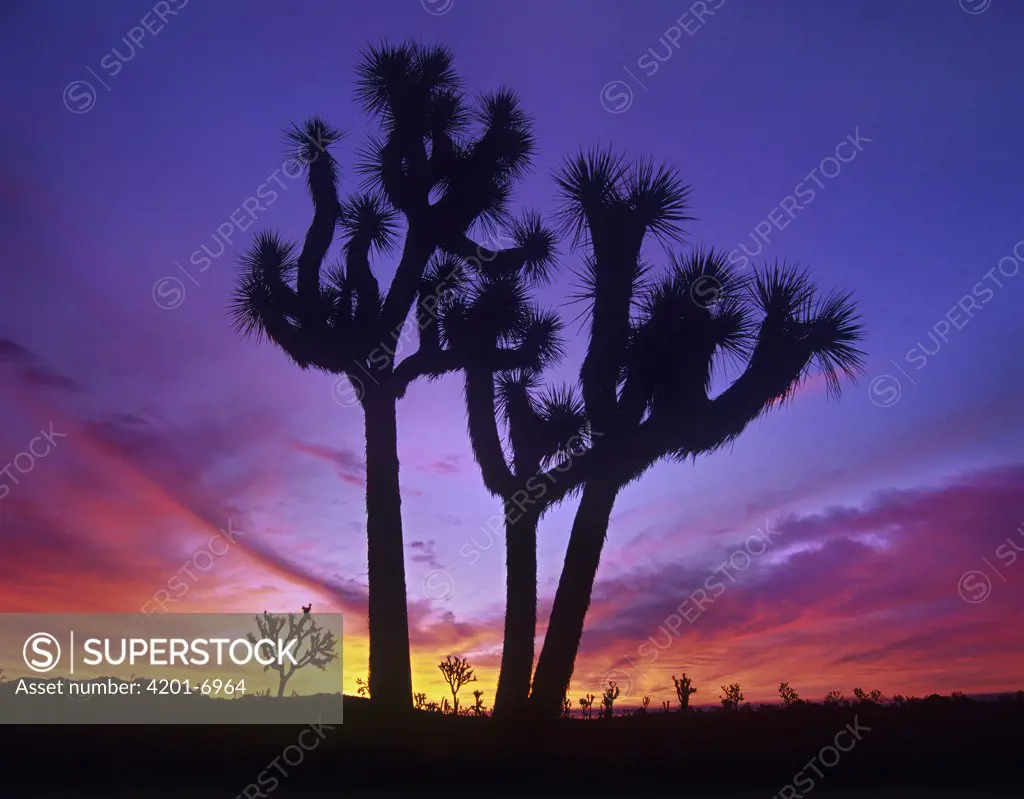 Joshua Tree (Yucca brevifolia) group at sunrise near Quail Springs, Joshua Tree National Park, California